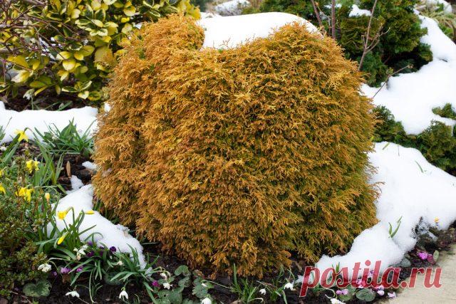 Зимой и летом — другим цветом. О хвойных с необычной зимней окраской. Виды и сорта. Фото — Ботаничка.ru