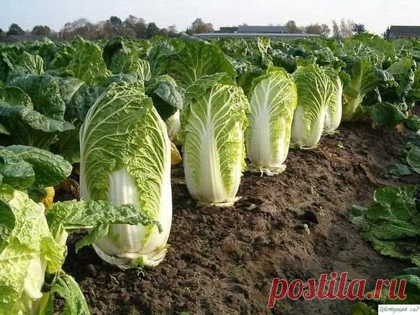 Выращивание пекинской капусты.