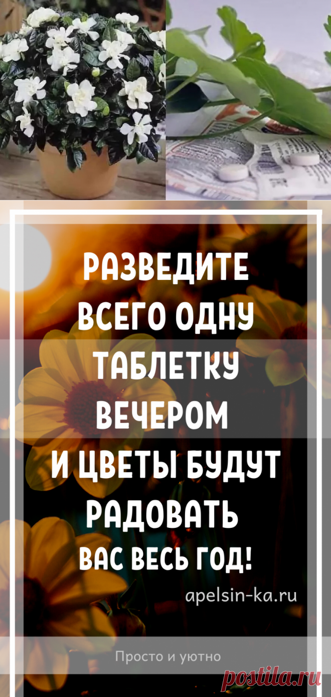Разведите всего одну таблетку вечером и цветы будут радовать вас весь год!