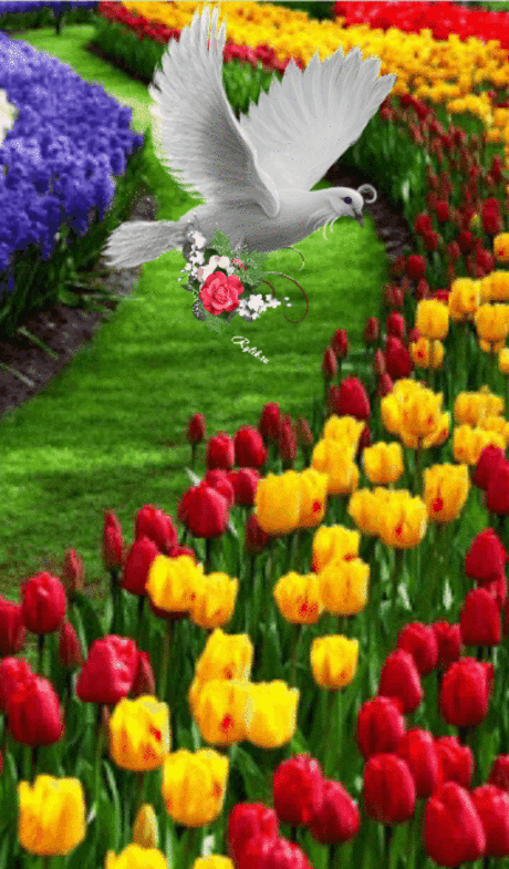 Find images and videos about gif on We Heart It - the app to get lost in what you love.