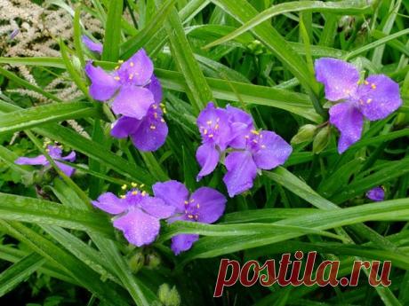 Популярные виды и сорта традесканции