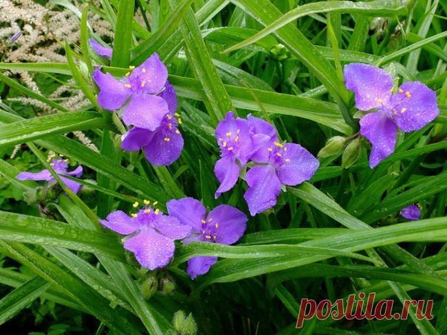 Популярные виды и сорта традесканции