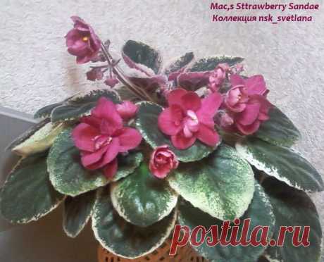 Mac,s Sttrawberry Sandae