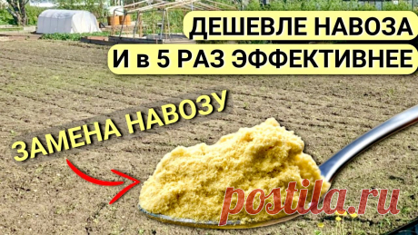 Горчичный жмых вместо навоза в почву. Мощное УДОБРЕНИЕ для огорода.
