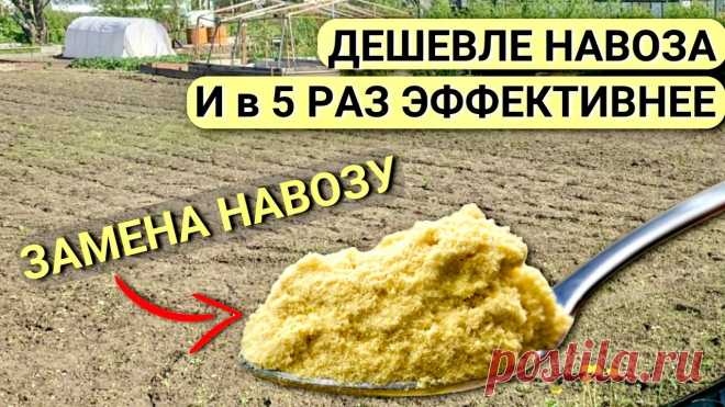 Горчичный жмых вместо навоза в почву. Мощное УДОБРЕНИЕ для огорода.
