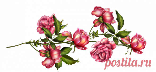 Цветы - Клипарты PNG - Клипарты у Анны.