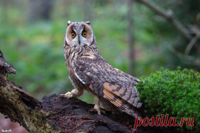 ПЕРНАТЫЕ ФОТОМОДЕЛИ В ОБЪЕКТИВЕ ЛЕСА АРНОТТА