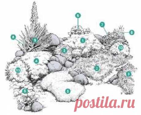 1. Aurinia saxatilis (Ауриния скальная)  2. Cerastium tomentosum (Ясколка войлочная)  3. Dianthus gratianopolitanus (Гвоздика серо-голубая)  4. Phlox subulata (Флокс шиловидный)  5. Sagina subulata (Сагина игольчатая)  6. Sedum telephium ssp. ruprechtii (Очитник Рупрехта)  7. Sempervivum tectorum (Молодило кровельное)  8. Sisyrinchium angustifolium (Голубоглазка узколистная)  9. Yucca filamentosa (Юкка колючая)  10. Zauschneria californica (Заушнерия калифорнийская)