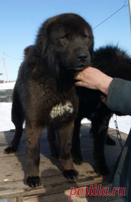 Монголдог Ихмед.