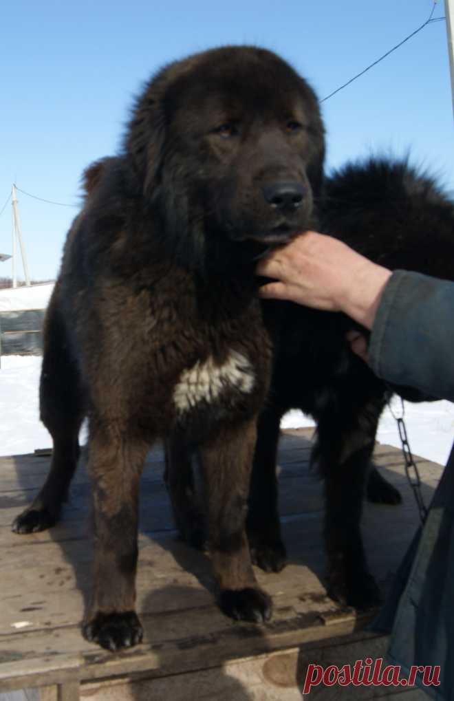 Монголдог Ихмед.