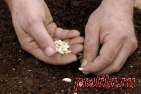 Как сеять садовые культуры в зиму: 5 главных советов К концу октября в огороде и саду собран весь урожай, так что можно начинать подготовку к следующему сезону. Сегодня мы расскажем, как посеять поздней осенью овощи, зелень и цветы.





В конце октября…