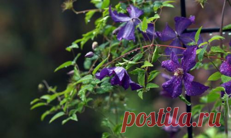 Опоры для клематисов своими руками: коллекция идей и фото