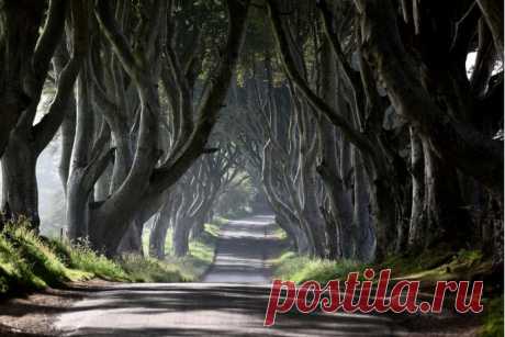 ФОТО: 12 самых красивых деревьев Великобритании - научно-популярный журнал GEO