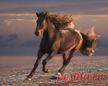 Клуб любителей кошек!
Наташа Штейн (Низак)