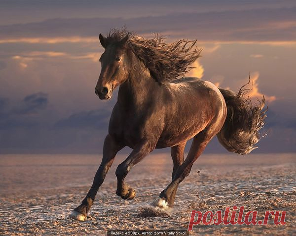 Клуб любителей кошек!
Наташа Штейн (Низак)