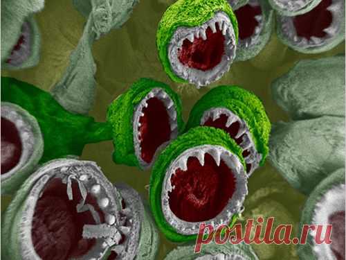 водоросли под микроскопом - Поиск в Google