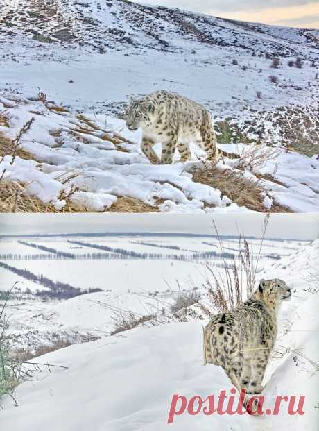 По следам снежного барса — National Geographic Россия