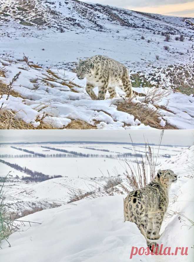 По следам снежного барса — National Geographic Россия