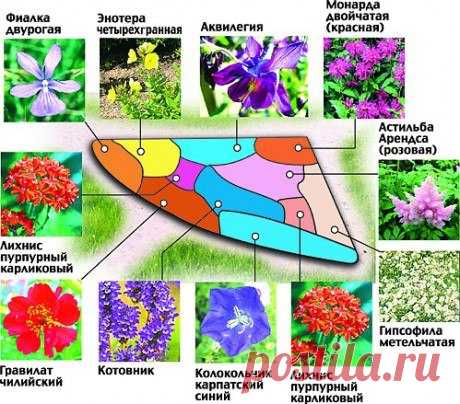 Схема цветника