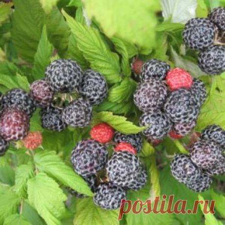Черная малина – секреты успешного выращивания