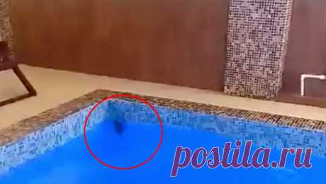 &quot;Отдыхавшая&quot; крыса в спа российского отеля попала на видео. В бассейне гостиничного комплекса &quot;Князь Владимир&quot; во Владимире посетители заметили крысу. Видеозапись с плавающим в бассейне животным разместил паблик &quot;День во Владимире&quot; во &quot;ВКонтакте&quot;. На видео крыса ...