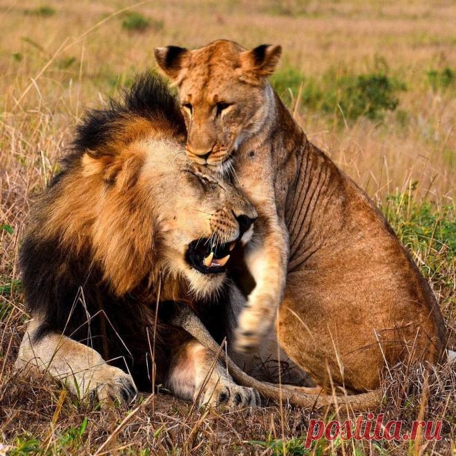 Смешная дикая природа