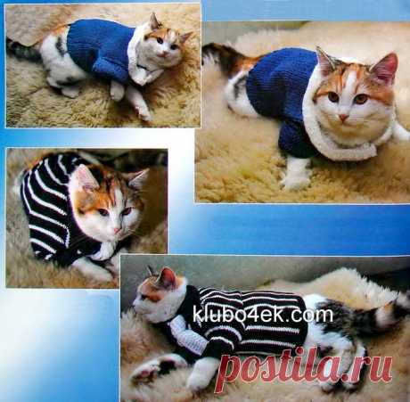 Свитерочки для кошек