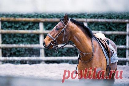 В Южной Корее рассказали о хобби дочери Ким Чен Ына. Десятилетняя дочь главы Корейской Народно-Демократической Республики (КНДР) Ким Чен Ына учится дома, а свободное время проводит, катаясь на лошадях, лыжах и занимаясь плаванием. О хобби девочки рассказала разведка Южной Кореи. Как стало известно, отец очень доволен успехами ребенка в верховой езде.