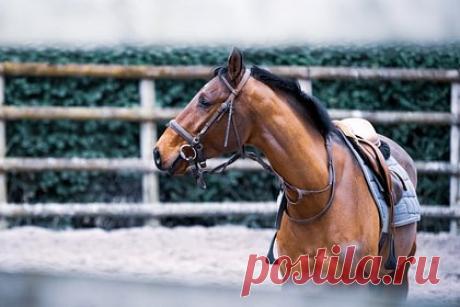 В Южной Корее рассказали о хобби дочери Ким Чен Ына. Десятилетняя дочь главы Корейской Народно-Демократической Республики (КНДР) Ким Чен Ына учится дома, а свободное время проводит, катаясь на лошадях, лыжах и занимаясь плаванием. О хобби девочки рассказала разведка Южной Кореи. Как стало известно, отец очень доволен успехами ребенка в верховой езде.