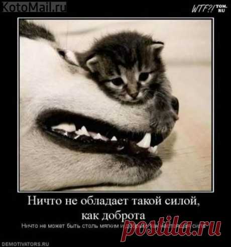 Сливки без кофе. | KotoMail.ru