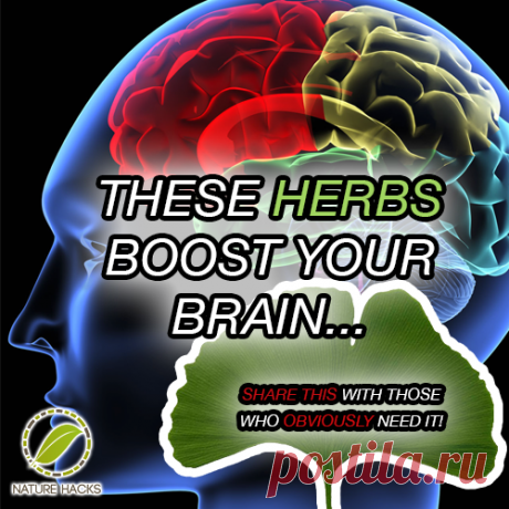 These Herbs Boost Your Brain