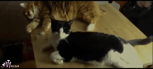 Не удержал дружка