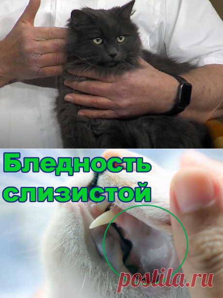 Анемия у кошек – симптомы и лечение - Про Питомца