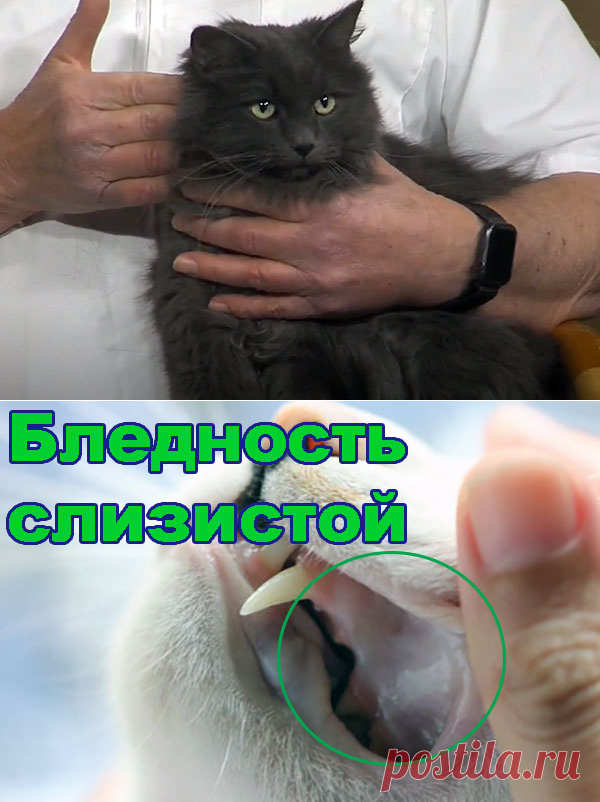 Анемия у кошек – симптомы и лечение - Про Питомца