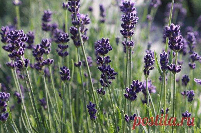 11 выводов и советов по выращиванию лаванды от владельцев лавандовой фермы | Личный опыт (Огород.ru)