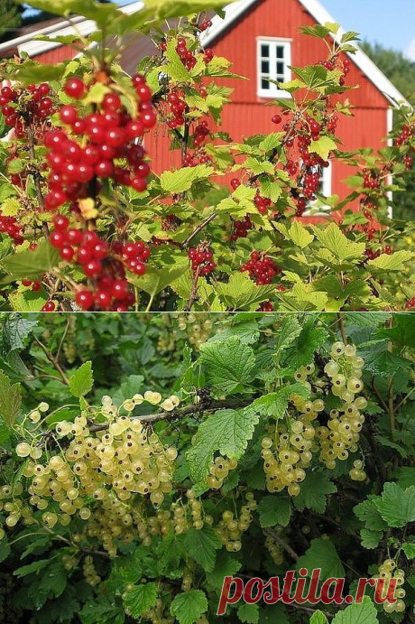 Одноклассники