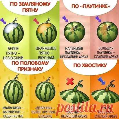 Учимся выбирать самый вкусный арбуз!