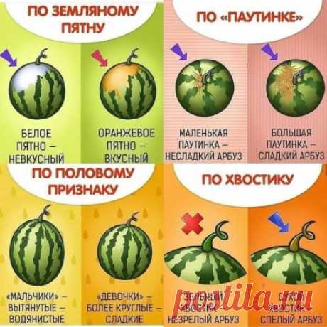 Учимся выбирать самый вкусный арбуз!