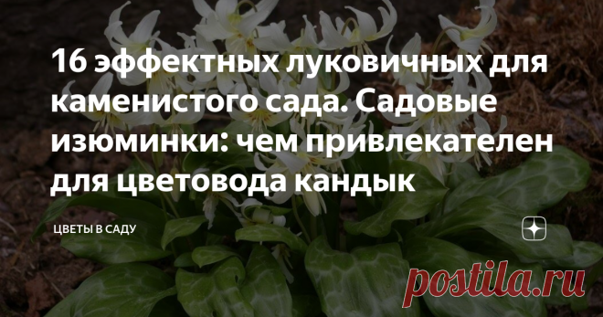 16 эффектных луковичных для каменистого сада. Садовые изюминки: чем привлекателен для цветовода кандык Чудо, созданное природой и бесспорное украшение весеннего сада - кандык или эритрониум (семейство лилейные) – достаточно редкое растение наших садов, но необыкновенно красивое – достойное украшение любого сада. Растение горных лесов, известное еще со времен Древней Греции. Латинское название рода  — Erythronium — дано Карлом Линнеем на основании греческого названия одного...