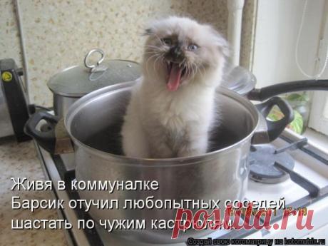 Четыре сыночка (котоматрица)