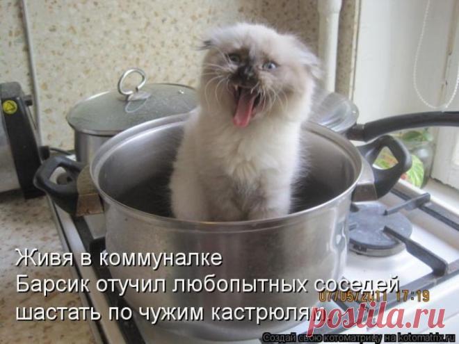 Четыре сыночка (котоматрица)