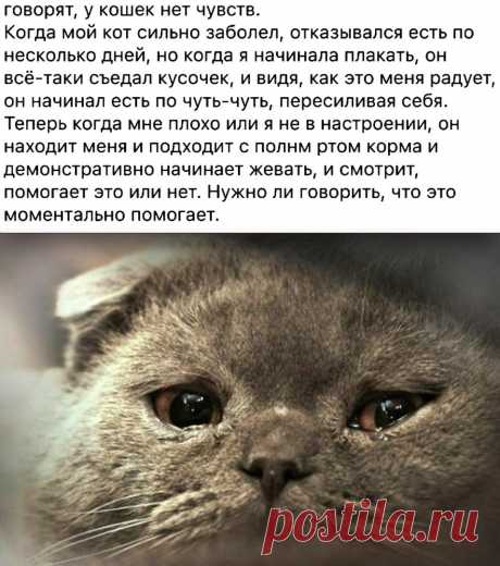 Мы не заслуживаем животных