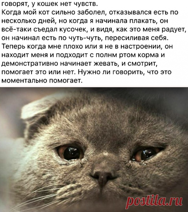 Мы не заслуживаем животных