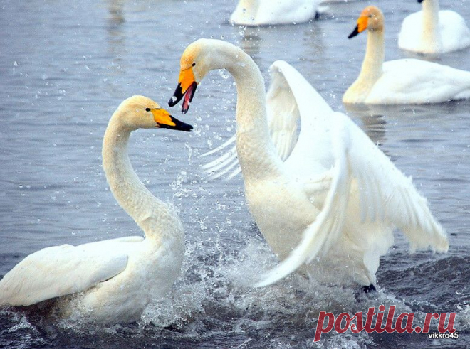 Ты зачем с ним ныряла?!!! Лебединое.