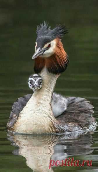 (27) Pinterest