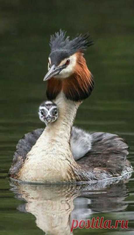 (27) Pinterest