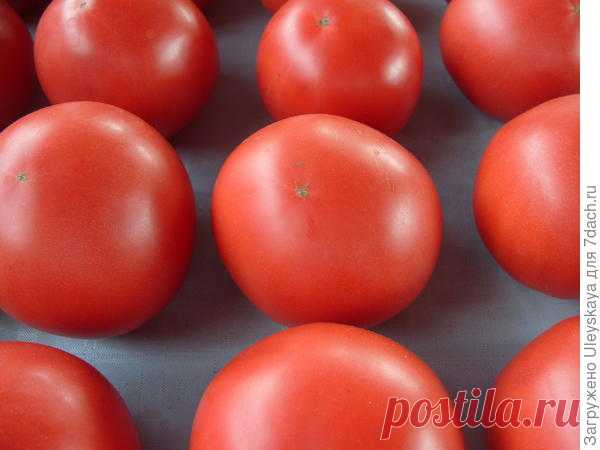 Розовые и малиновые томаты: 16 отменных салатных сортов