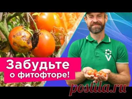 КАК Я СПАС ТОМАТЫ ОТ ФИТОФТОРЫ без чудо-средств, а доступными способами