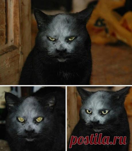 Животные, которые выглядят, как рокеры:Природа и животные