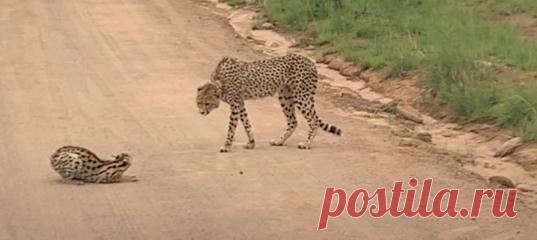 Считается, что быть гепардом в саванне несладко — тебя могут обидеть и другие крупные кошки, и бородавочники, и даже стервятники. Однако не стоит забывать о сервалах, для которых гепарды могут оказаться смертельной угрозой. И все же этот сервал не спасовал при неожиданной встрече.